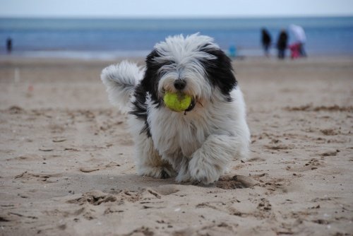 Chien à la plage