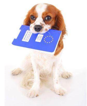Conseils vétérinaires -Passeport