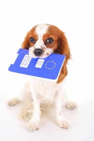Passeport chien