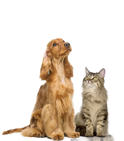 Veterinaire-paris-16-eme-accueil