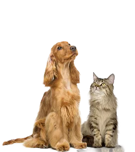Veterinaire-paris-16-eme-accueil