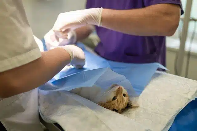 Stérilisation de chat à la clinique vétérinaire VEt'16 Stérilisation de chat à la clinique vétérinaire VEt'16