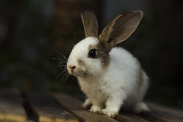 rabbit-3616436_640.jpg