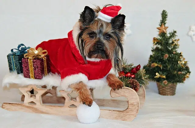 Chien à Noel