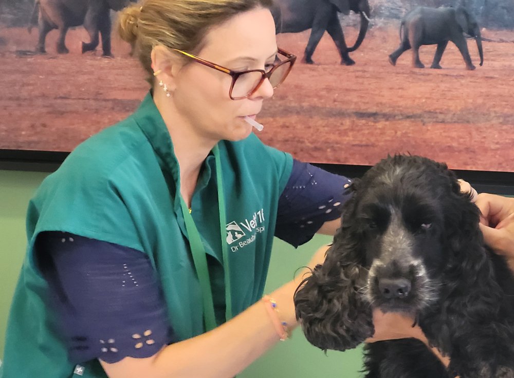 Visite annuelle du chien