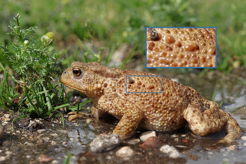 Le venin du crapaud est concentré dans les verrues réparties sur sa peau