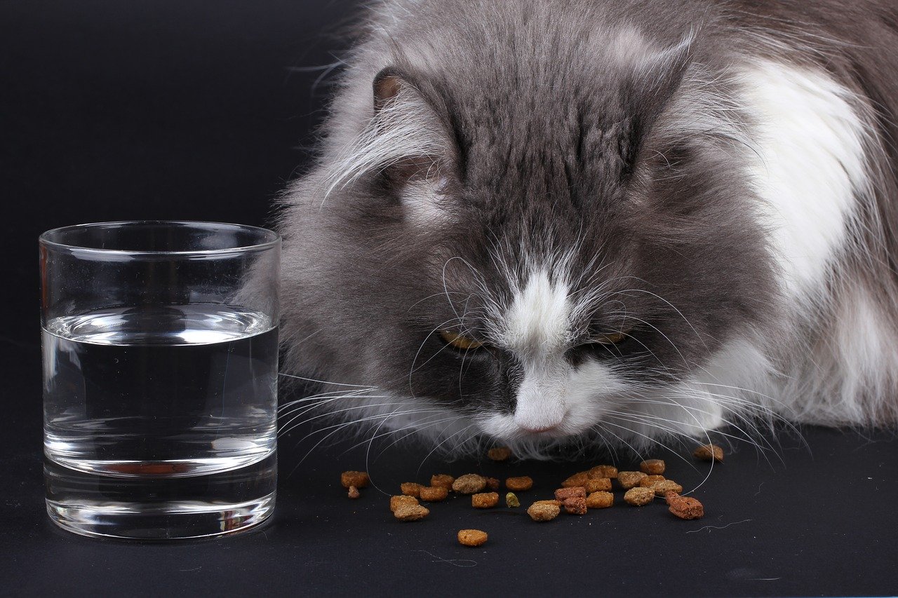 Chat qui mange