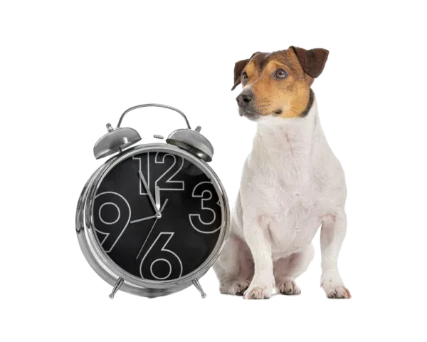 Chien avec un réveil