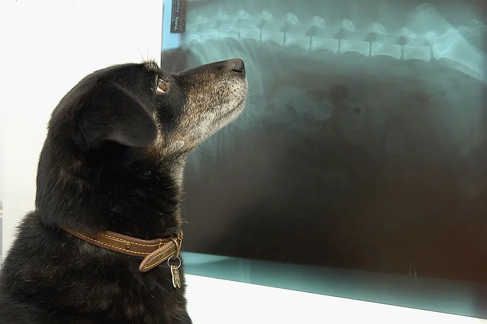 Chien qui regarde une radio Chien qui regarde une radio