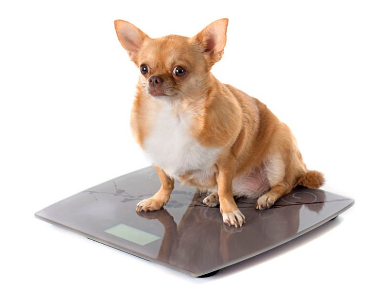 Chihuahua en surpoids