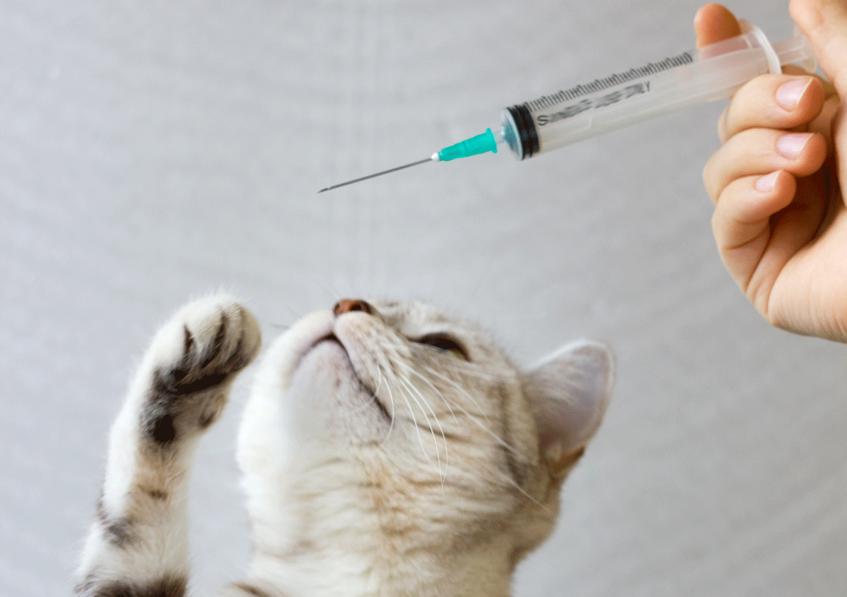 Calendrier de vaccination pour chiens et chats : ce qu’il faut savoir