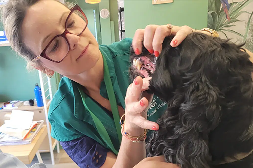 Dentisterie à la clinique vétérinaire Vet'16 Dentisterie. Vet'16