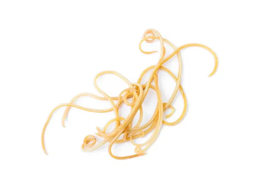 Les vermifuges chez les chiens et les chats