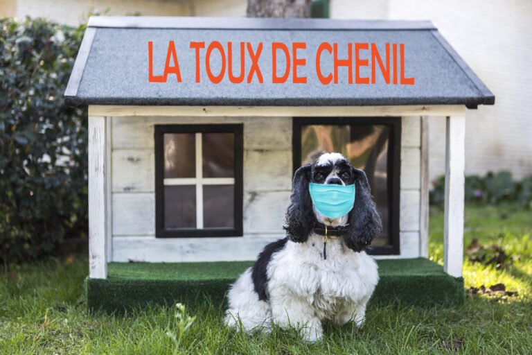 La toux de chenil